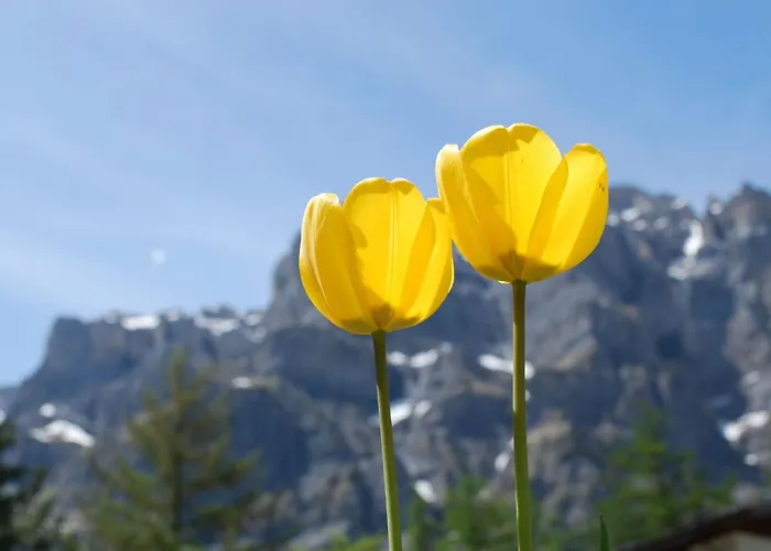 公寓 Haus Cristal Whg 61 By Interhome *